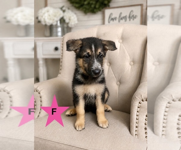 Medium Photo #1 German Shepherd Dog Puppy For Sale in ALACHUA, FL, USA