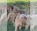 Small Photo #7 Goldendoodle Puppy For Sale in IONIA, KS, USA