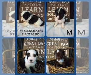 Aussiedoodle Miniature -Poodle (Toy) Mix Puppy for sale in CLAREMORE, OK, USA