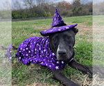 Small #19 American Pit Bull Terrier Mix