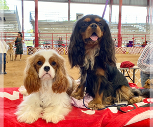 Mother of the Cavalier King Charles Spaniel puppies born on 09/04/2024