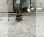 Small #1 Yorkshire Terrier