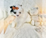Small #2 Pomeranian