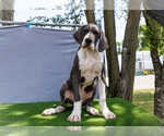 Puppy Missy Great Dane
