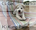 Puppy 9 Labrador Retriever-Siberian Husky Mix