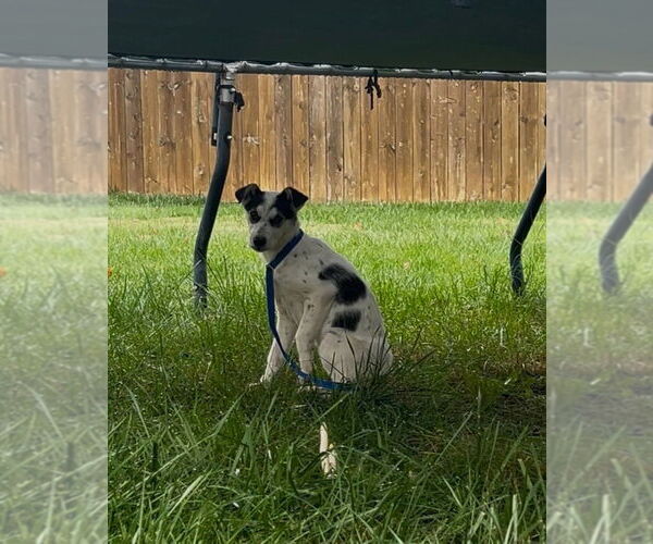 Medium Photo #3 Mutt Puppy For Sale in Evansville, IN, USA