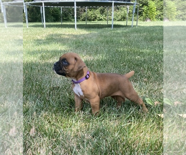 Medium Photo #7 Boxer Puppy For Sale in WHITEWATER, KS, USA