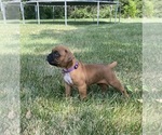 Puppy Caramel Boxer