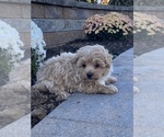 Small #1 Maltipoo