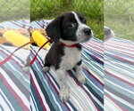Small #1 Bulldog-Labrador Retriever Mix