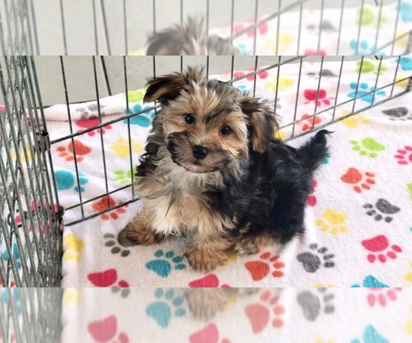 Medium Photo #2 Morkie Puppy For Sale in ORO VALLEY, AZ, USA