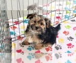Small #1 Morkie