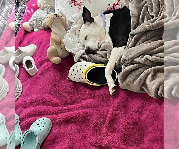 Medium Photo #2 Labrador Retriever-Unknown Mix Puppy For Sale in Spring Lake, NC, USA