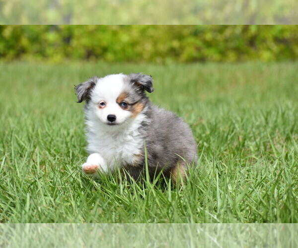 Medium Photo #2 Miniature Australian Shepherd Puppy For Sale in PALM COAST, FL, USA