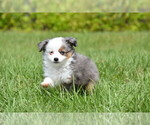 Small #1 Miniature Australian Shepherd