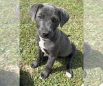 Small Labrador Retriever Mix