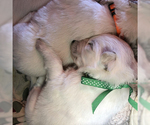 Small Photo #10 German Shepherd Dog Puppy For Sale in WASHINGTON, NJ, USA