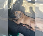 Small #12 Mountain Cur-Staffordshire Bull Terrier Mix