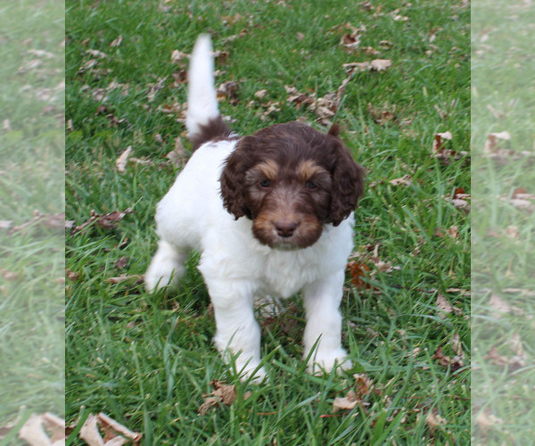 Medium Photo #10 German Shorthaired Pointer-Poodle (Standard) Mix Puppy For Sale in WHITE POST, VA, USA