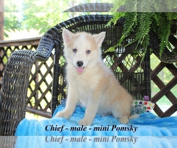 Medium Photo #1 Pomsky Puppy For Sale in CLARKRANGE, TN, USA