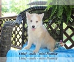 Small Photo #1 Pomsky Puppy For Sale in CLARKRANGE, TN, USA