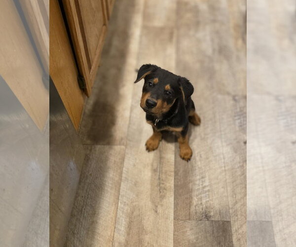 Medium Photo #1 Mutt Puppy For Sale in New London, WI, USA