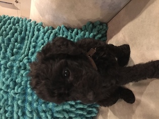 Labradoodle Puppy for sale in ROUND ROCK, TX, USA