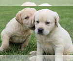 Small #7 Labrador Retriever