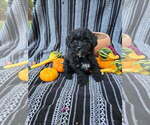 Small #6 Poodle (Miniature)