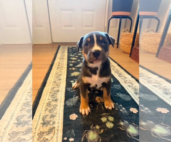 Medium Photo #2 American Staffordshire Terrier-Unknown Mix Puppy For Sale in Holly Springs, NC, USA