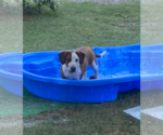 Small #1 American Pit Bull Terrier-Basset Hound Mix