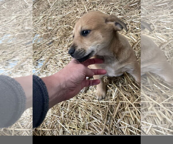 Medium Photo #1 Mountain Cur-Retriever  Mix Puppy For Sale in Tracy City, TN, USA