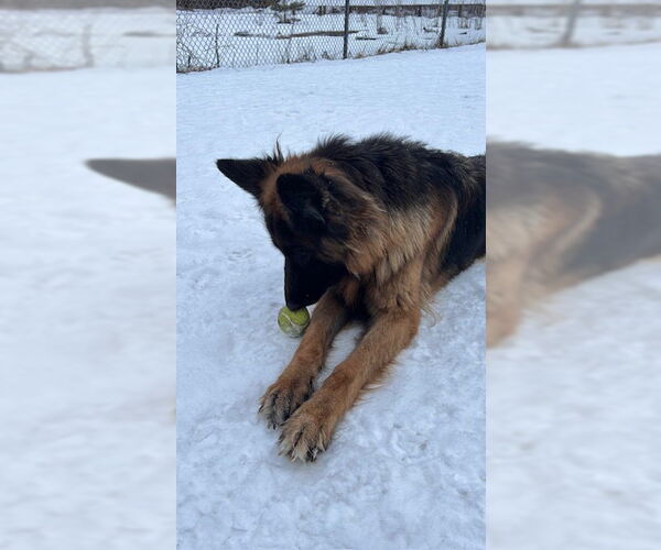 Medium Photo #4 German Shepherd Dog-Unknown Mix Puppy For Sale in Webster, WI, USA