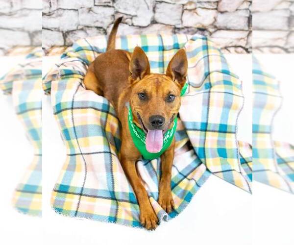 Medium Photo #5 Mutt Puppy For Sale in Kennesaw, GA, USA