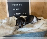 Small Photo #1 Chiweenie Puppy For Sale in CONCORDIA, MO, USA