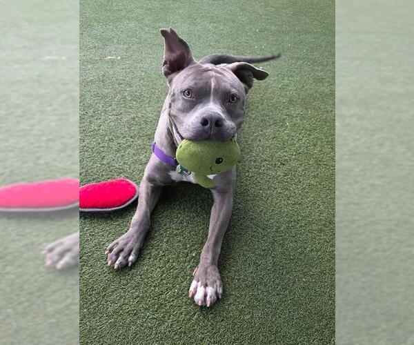 Medium Photo #3 Mutt Puppy For Sale in Chula Vista, CA, USA