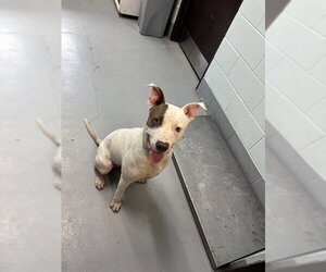 American Pit Bull Terrier-Unknown Mix Dogs for adoption in Corpus Christi, TX, USA