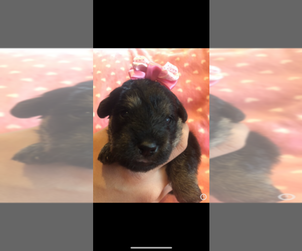 Medium Photo #1 Poodle (Toy)-Schnauzer (Miniature) Mix Puppy For Sale in SARASOTA, FL, USA
