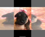 Small Photo #1 Poodle (Toy)-Schnauzer (Miniature) Mix Puppy For Sale in SARASOTA, FL, USA
