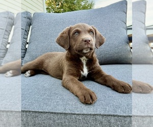 Labrador Retriever Puppy for sale in GREENFIELD, IN, USA