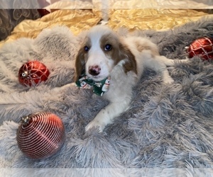 Goldendoodle (Miniature) Puppy for sale in BEECH GROVE, IN, USA