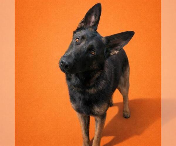 Medium Photo #4 Mutt Puppy For Sale in Redlands, CA, USA