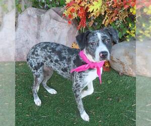 Catahoula Leopard Dog Dogs for adoption in Oklahoma City, OK, USA