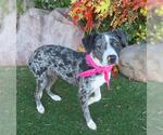 Small Catahoula Leopard Dog