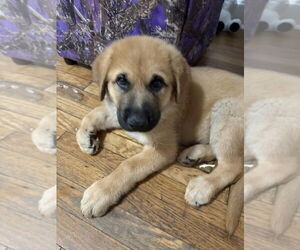 German Shepherd Dog-Great Pyrenees Mix Dogs for adoption in Aurora, IN, USA
