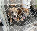 Small Photo #5 American Pit Bull Terrier Puppy For Sale in NAPLES, FL, USA