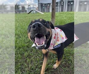 GENESIS - Male Doberman Pinscher-Labrador Retriever Mix Dog for Adoption - Photo #2