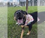 Small Photo #2 Doberman Pinscher-Labrador Retriever Mix Puppy For Sale in Rosenberg, TX, USA