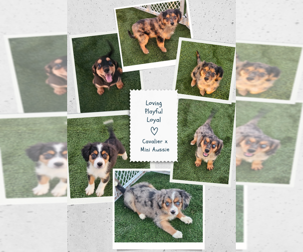 Medium Photo #1 Cavalier King Charles Spaniel-Miniature Australian Shepherd Mix Puppy For Sale in POMONA, CA, USA