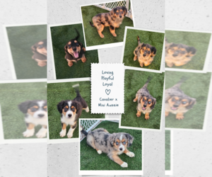 Cavalier King Charles Spaniel-Miniature Australian Shepherd Mix Puppy for sale in POMONA, CA, USA